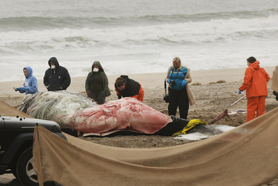 ザトウクジラの「異常な大量死事象」 米大西洋沿岸で調査