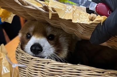 手荷物からレッサーパンダなど動物86匹 密輸容疑で6人逮捕 タイ