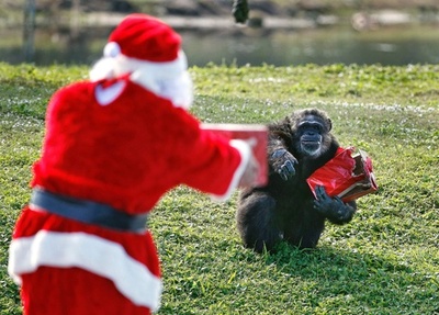 チンパンジーたちにもクリスマスプレゼント 米動物園