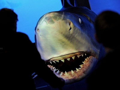 豪西海岸の｢人食いザメ｣、2か月で3人目の死者