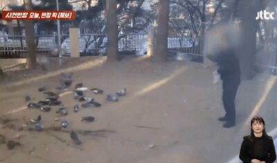「私の家の前でハトに餌をやる人がいる。私はフンを我慢しなければならないのか？」苦痛訴える韓国女性