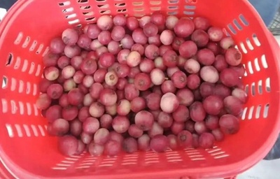 ピンク色のブルーベリー 中国で1キロ約2万円