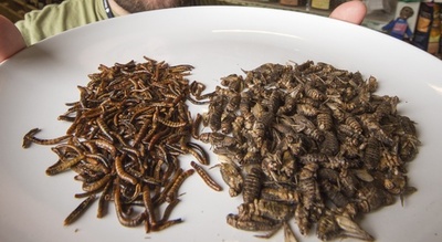 昆虫が原料の食品、スイスのスーパーが販売へ 欧州初