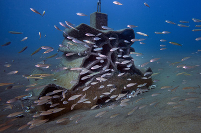 3Dプリンターで作製の人工魚礁、生物多様性の回復に一役 仏