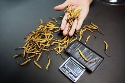 冬虫夏草が収穫期に 市場価格は安定