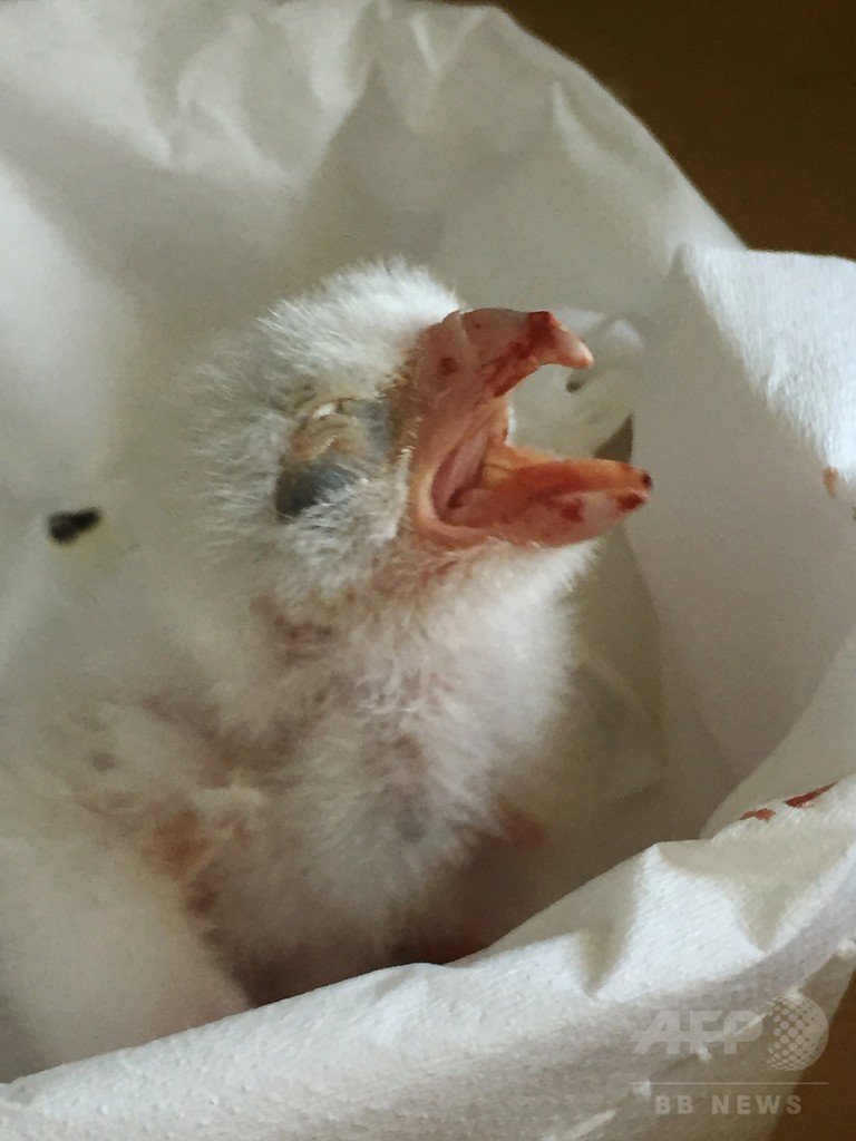 盗まれた希少ハヤブサの卵を保護、ひなも誕生 チリ