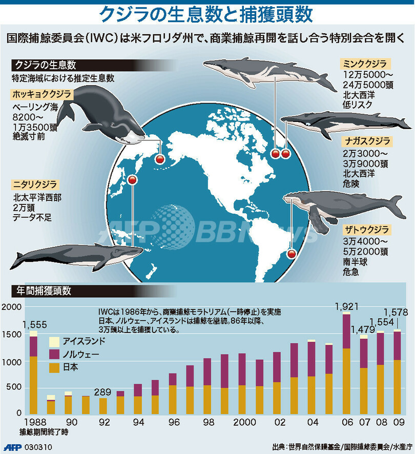 図解 クジラの生息数と捕獲頭数 写真1枚 国際ニュース Afpbb News