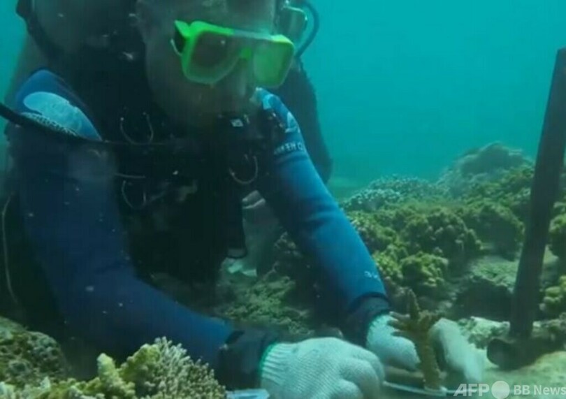 中国 海底で「植林」を推進