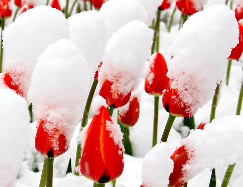 チューリップが雪化粧 新疆天山天池