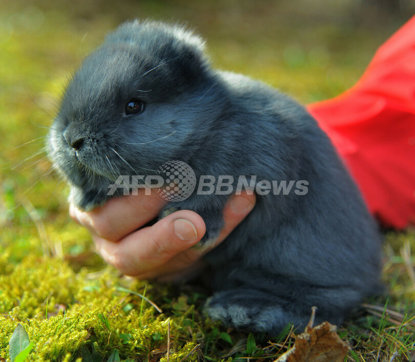 耳のない赤ちゃんウサギ 愛らしさは変わらず ドイツ 写真2枚 国際ニュース Afpbb News