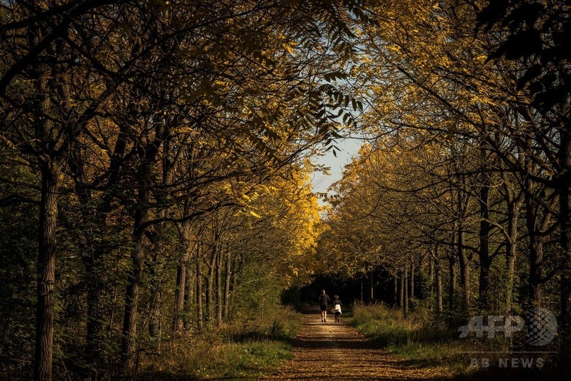 仏パリの秋景色 バンセンヌの森に落ち葉のじゅうたん 写真6枚 国際ニュース Afpbb News