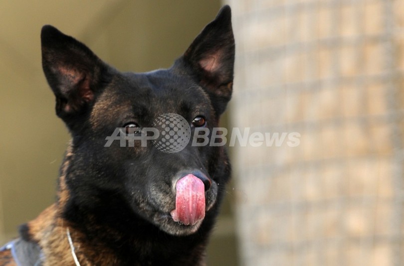 「犬に肺がん嗅ぎ当てる高い能力」、早期発見に期待 オーストリアの試験的研究 「犬に肺がん嗅ぎ当てる高い能力」、早期発見に期待 オーストリアの試験的研究