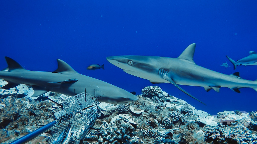 サンゴ礁のサメ 個体数減で 機能的絶滅 も 水中カメラ調査で判明 写真3枚 国際ニュース Afpbb News