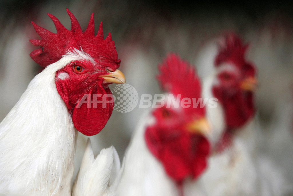 鳥インフルエンザ感染で女性死亡、エジプト 鳥インフルエンザ感染で女性死亡、エジプト