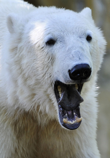 ベルリン動物園 シュタイフ ホッキョクグマ クヌート 113147 ベルリン動物園 シュタイフ ホッキョクグマ クヌート 113147 クヌート