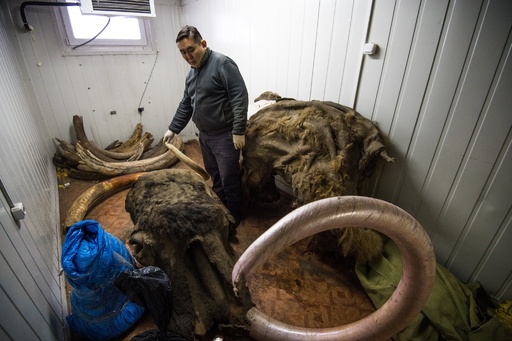 永久凍土の「ゴールドラッシュ」、マンモスの牙が中国で人気 ロシア