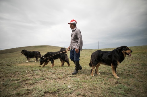 モンゴルの最良の友 牧畜犬モンゴリアン バンホールを救え 写真6枚 国際ニュース Afpbb News