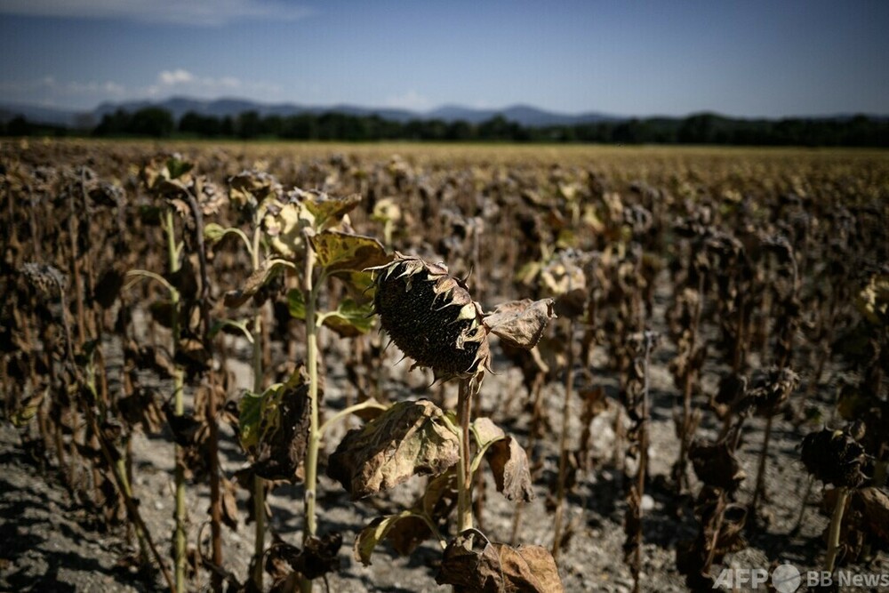 枯れたヒマワリ畑 熱波で気温43度に 仏南東部 写真6枚 国際ニュース：AFPBB News