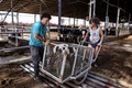 ガザ地区近郊にあるイスラエルのニルオズキブツ（生活共同体）の酪農場で、いなくなった外国人労働者の代わりを務めるボランティア（2023年11月14日撮影）。(c)Kenzo TRIBOUILLARD / AFP