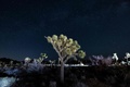 米カリフォルニア州にあるジョシュア・ツリー国立公園で、ジョシュア・ツリーの上に輝く天の川。この日、オーロラ目当てに大勢が同園に詰めかけたが、オーロラは観測できなかった（2024年5月12日撮影）。(c)ETIENNE LAURENT / AFP