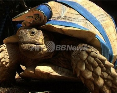 亀さん専用 クサガメと暮らす。 クサガメ・室内散歩の合図…？