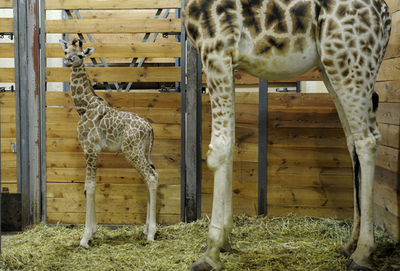 お母さんと背比べ？生後3日のキリンの赤ちゃん