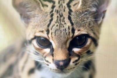 違法取引された絶滅の危機にある種を保護、エルサルバドル