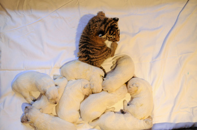 トラの赤ちゃんを育てるホワイトシェパード、露ソチ