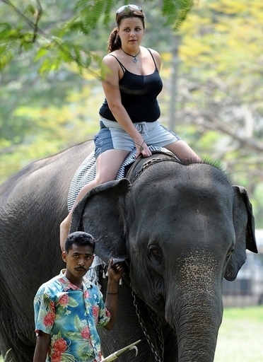 ゾウが投票所占拠、治安部隊が出動、スリランカ