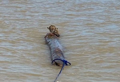 「助けて…」丸太にしがみつくジャガー保護 コロンビア