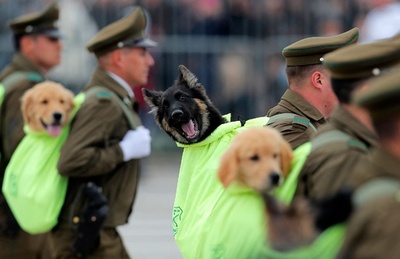 将来は有望な警察犬に パレードに子犬登場 チリ
