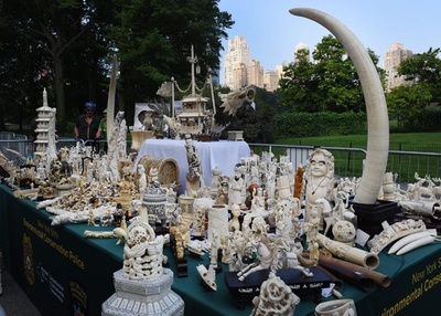 ゾウを密猟から救え！ 米NYで象牙粉砕するイベント