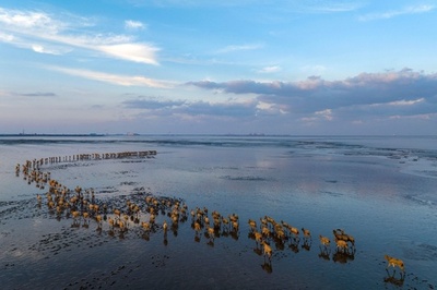 【今日の1枚】シフゾウの群れ、保護区を悠々と 中国
