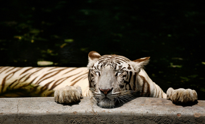 自然保護の重要性伝える動物園 - インド