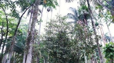 茶の木が2世紀にわたる中国とブラジルの友好の懸け橋に