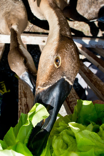英王子夫妻にちなんだ水鳥の「ケイト」射殺、少年2人逮捕 カナダ