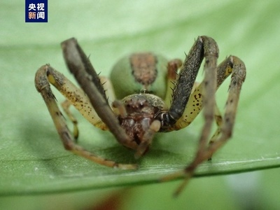 中国で謎のクモ「イバンクモ」初発見