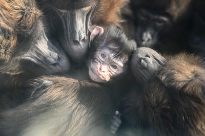 寒くないように…子どもを囲むゲラダヒヒ、ドイツ
