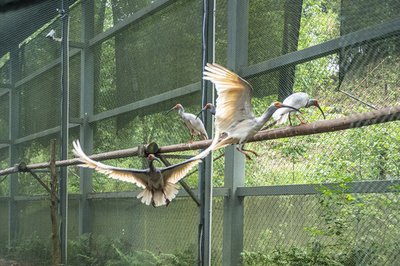 中国で「復活」したトキ 環境改善の象徴、日本にも提供
