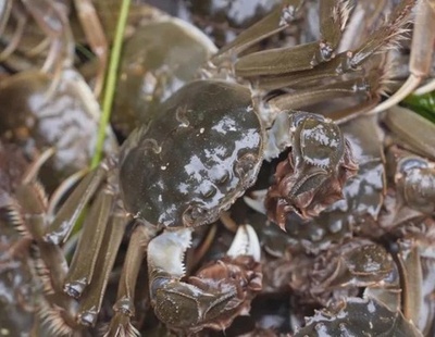 中国新疆産「砂漠カニ」の市販開始 人気上昇中