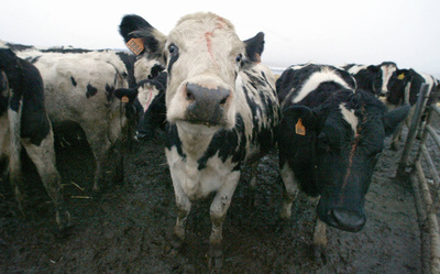 BSE問題で禁止の肉骨粉など動物性たんぱく質、EUが一部解禁へ