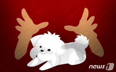 韓国「母の愛犬の手術費を出しただけなのに」…100万ウォン援助した妻、夫から離婚話