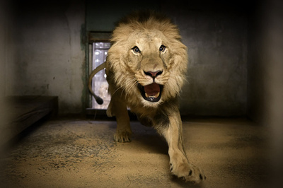 おうちが一番！ 山火事の避難先から戻ったライオン 仏動物園