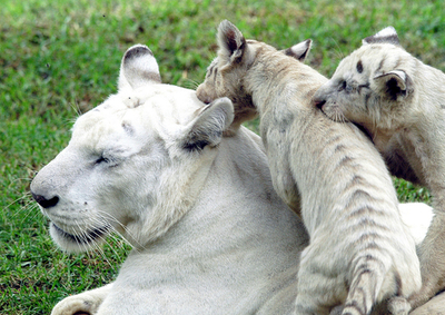 メキシコの動物園で、ホワイトタイガーの母子が公開