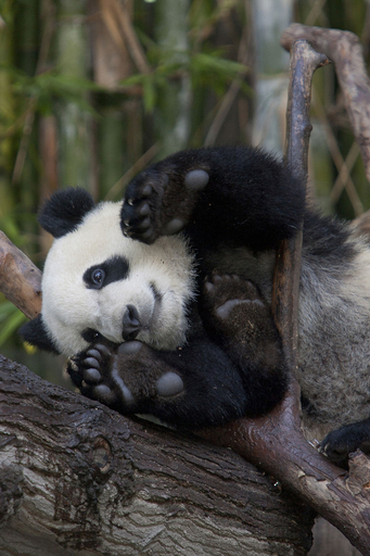 そろそろ親離れ、パンダのユンツィー 米動物園