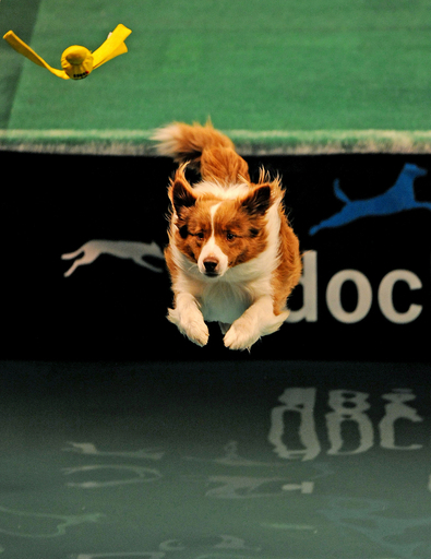 シドニーでドッグスポーツの国際大会