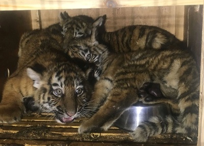 木箱に閉じ込められたシベリアトラの子ども3頭、レバノンで保護