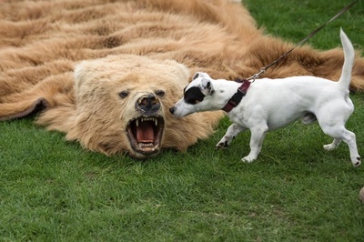ワンちゃん、クマの毛皮に興味津々 英で恒例の行楽イベント