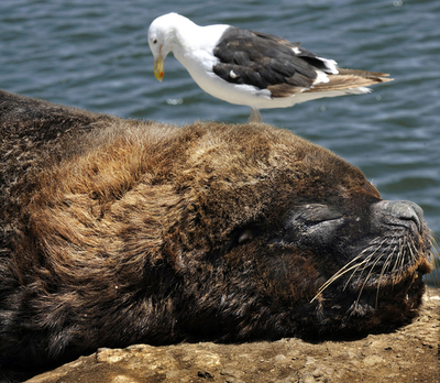 う～ん夏だなあ！オタリアの群れがハーバーでごろ寝 アルゼンチン