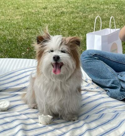 「おやつ譲ってくれる彼氏募集」15歳のシニア犬ボミの公開求婚に韓国ネットが熱狂